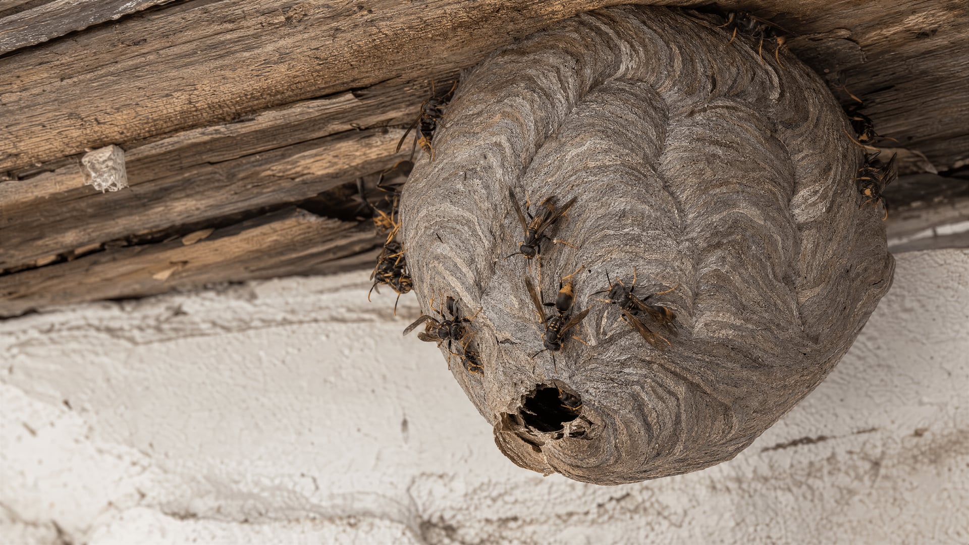 Horizontal Oriental wasp nest discovered near homes in Jesús, Ibiza